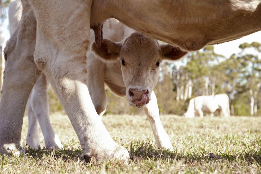 Calf - iStock_000036774334_Large